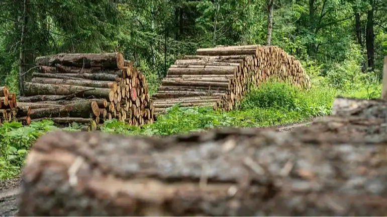 Розкрадання деревини на мільйони: прокурори викрили схему з підробкою бірок у держлісгоспах